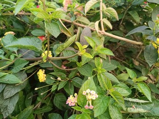 绿叶间的多彩小花