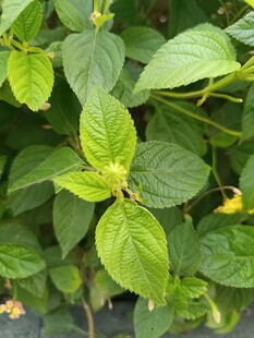 翠绿叶片间的清新植物