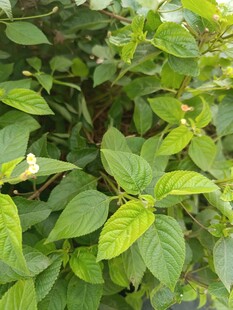 翠绿叶片与白色小花植物