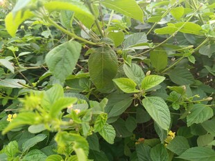 绿叶繁茂的植物景观