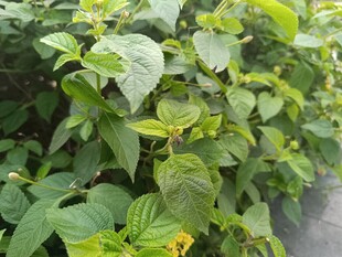 绿叶繁茂的植物景观