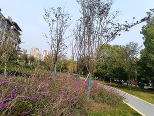 城郊小径旁的多彩植物景观