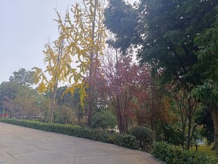 秋日林荫道风景