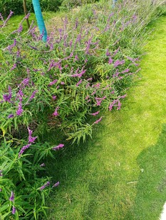 紫色花丛旁的翠绿草地