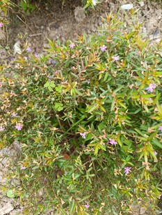 绿叶间的紫色小花