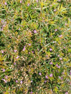 繁茂绿植中的紫色小花