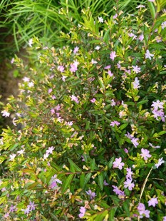 繁茂紫花绿植景观