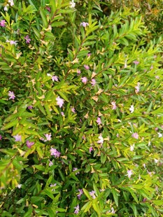 绿叶丛中的粉色小花