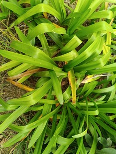 翠绿丛生的热带植物