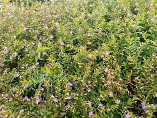 繁茂绿植间点缀紫色小花