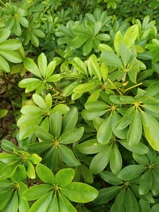 翠绿繁茂的绿叶植物