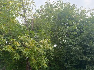 绿意盎然的繁茂树林