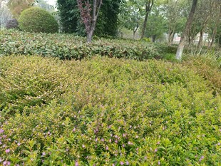 绿意盎然的园林植物景观