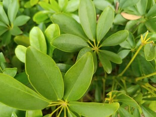 翠绿鹅掌柴叶片特写