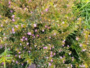 紫色小花点缀的绿植