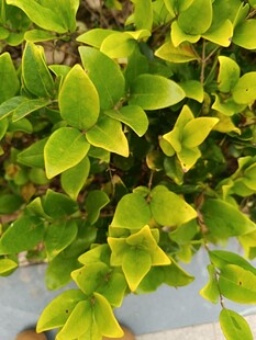 翠绿鲜亮的植物叶片特写