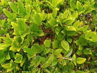 翠绿繁茂的灌木丛