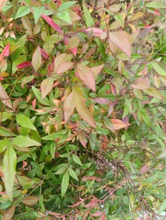 多彩斑斓的植物叶片特写