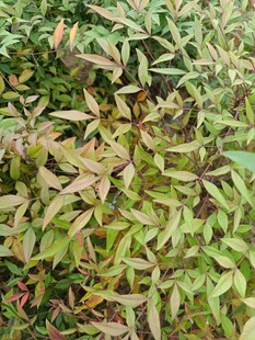 多彩叶片植物特写