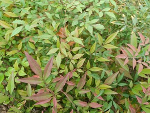 多彩叶片植物景观