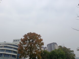 城市中树木与现代建筑景观