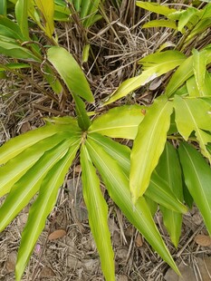 翠绿舒展的植物叶片