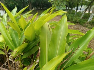 翠绿植物展现勃勃生机