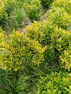 绿意盎然的植物景观