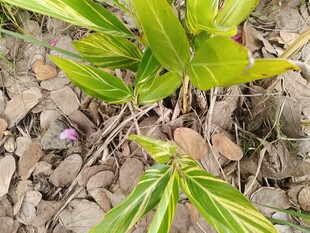 绿叶植物生长于碎石间