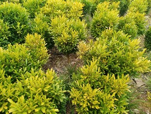 整齐排列的绿植苗木