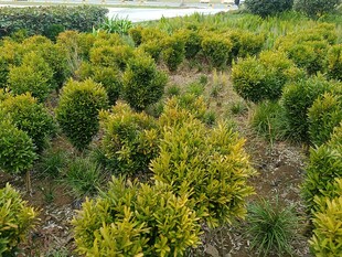 柑橘种植园俯瞰景象