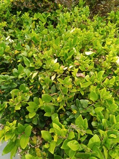 翠绿繁茂的绿植景观