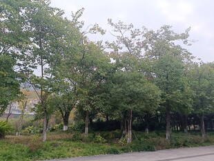 路边绿树成荫的景致