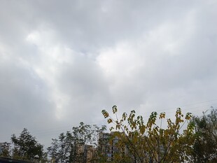 阴天中的树梢景色