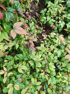 翠绿繁茂的多彩植物群落