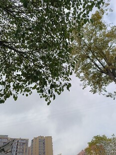 仰视城市中的绿树高楼