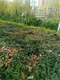 秋日草地与落叶景观