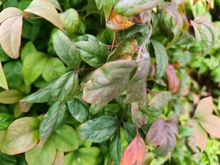 多彩叶片的绿植特写