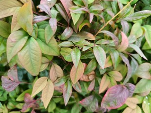 多彩叶片植物特写