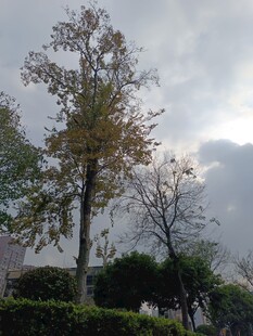 阴天里的树木与低矮植被