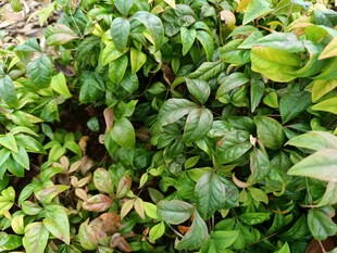 绿叶繁茂的植物景观