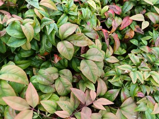多彩叶片植物特写