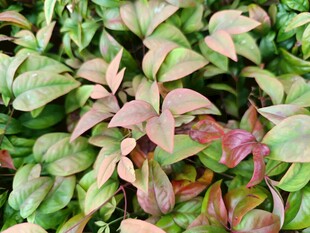 多彩斑斓的植物叶片