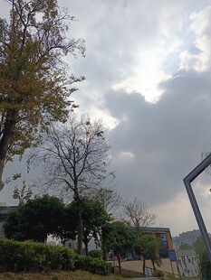 阴天户外的树木与建筑景观