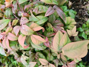 多彩斑斓的观叶植物