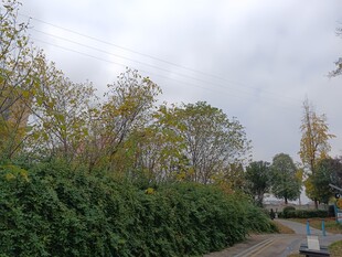 秋日路边葱郁绿植景观