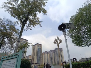 城市街景中的树木与高楼