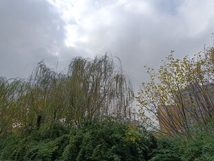 户外绿植与天空景致