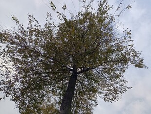 挺拔大树与天空相映