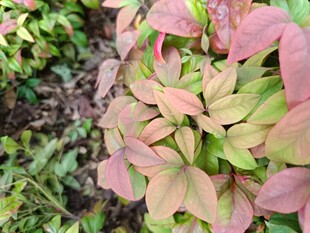 多彩叶片的植物特写
